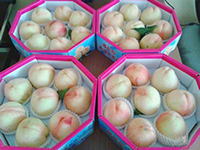 正宗阳山水蜜桃